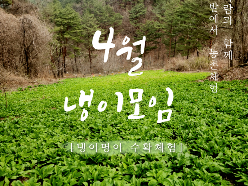 26년 인제군 체험지원상품 <4월 냉이모임> 당일