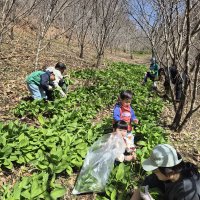 🌿 26년 인제관광 체험상품 <4월 명이모임> 